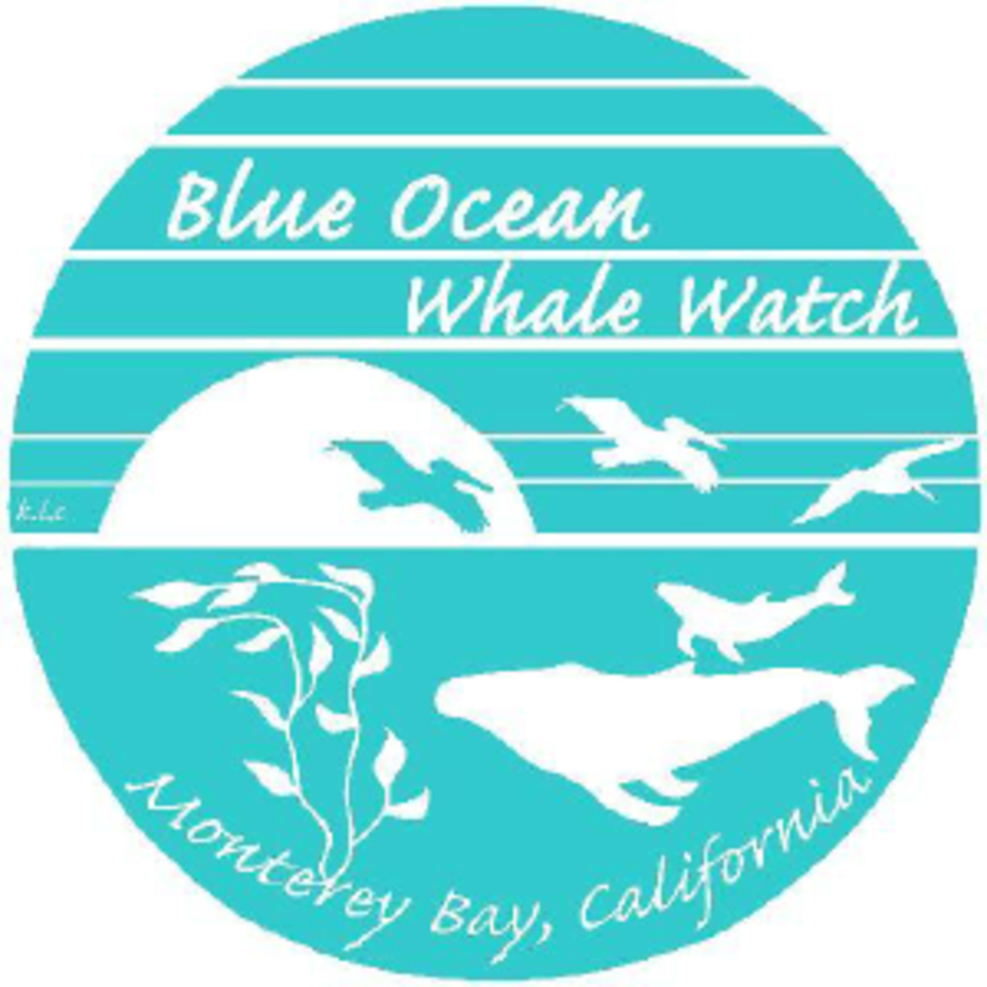 Blue Ocean Whale Watching On The Monterey Bay Blue Ocean Whale Watching On The Monterey BayCode